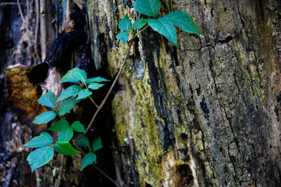 This all natural poison ivy remedy will kick the itch!