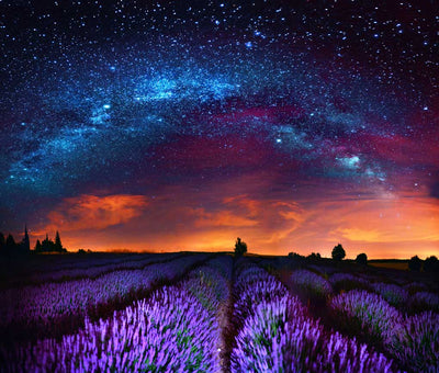 4 Properties of Lavender You Didn’t Know About